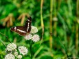 greithwanderung-41_2048