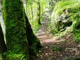 Salzaklamm Wanderung - Herrlicher Waldweg