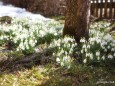 Schneeglöckchen unterm Apfelbaum am 25.3.2010