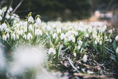 Schneeglöckchen