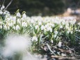 Schneeglöckchen am 10. März 2020