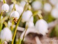 Frühlingsknotenblume