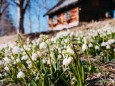 Frühlingsknotenblume