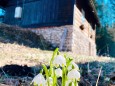 fruehlingsknotenblume-28022021_iphone_img_0486