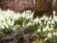 Schneeglöcken - Frühlingsknotenblumen