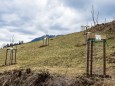 Bepflanzung der zukünftigen Streuobstwiese beim Feldbauer/Fam. Eder am 12. April 2021