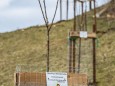 Bepflanzung der zukünftigen Streuobstwiese beim Feldbauer/Fam. Eder am 12. April 2021