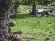 tirolerkogel_elisabeth-lammer_20180919-0694