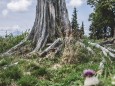 tirolerkogel_elisabeth-lammer_20180919-0707