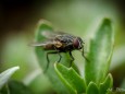 Fliege Makro.  Foto: Walter Egger