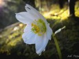 Schneerose. Foto: Walter Egger