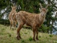 Steinbock Röthelstein. Foto Walter Egger