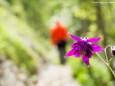 Wasserloch Klamm in Palfau - Wanderung am 19. Mai 2016