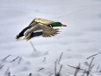 Wildente in der Walstern - Foto Werner Simi