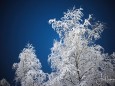 Nachtaufnahmen von Bäumen mit Schnee am 24. Jänner 2021