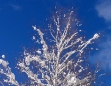 Winterlandschaft in Mariazell am 26. Jänner 2011