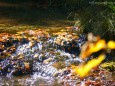 GREIMELGRABEN - Wanderung - Zellerrain - Vorderötscher - Ötschergräben - Stausee - Mitterbach