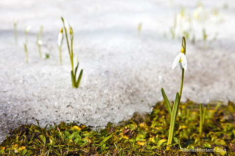 fruehling-titelbild