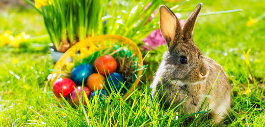 FROHE OSTERN - Fotolia_Kzenon - Fotolia.com_48249738_S