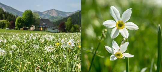 Narzissen-Mariazellerland-Titel