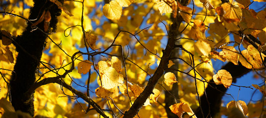 Herbst-Mariazell_DSC02224