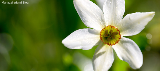 Blumen-Mai-2014-Narzissen-Titel