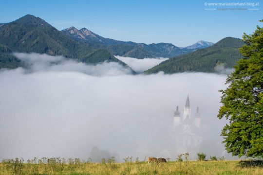 Herbst_Mariazell_Basilika_Morgennebel_2014DSC07867