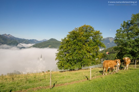 Herbst_Mariazell_Basilika_Morgennebel_2014_DSC07875