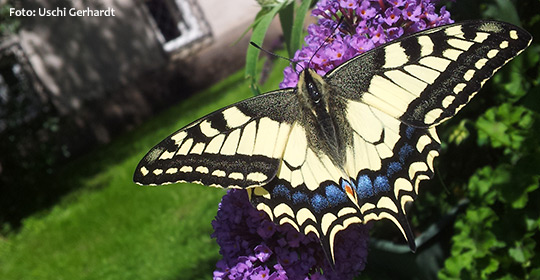 Schwalbenschwanz-Schmetterling-Uschi-Gerhardt_20140818_Titel