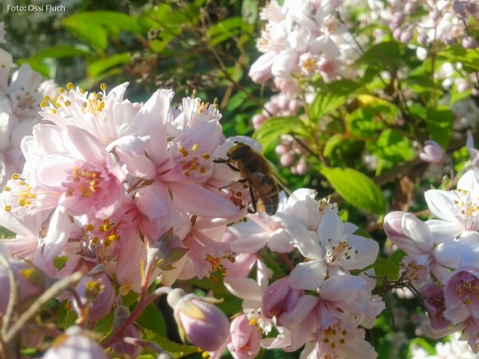 Sommerblüte-Fluch-Ossi_2014-06-22-18.33