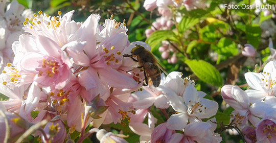 Sommerblüte-Fluch-Ossi_2014-06-22-Titel