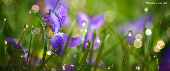 Wiesenblumen-im-Morgentau_DSC00306