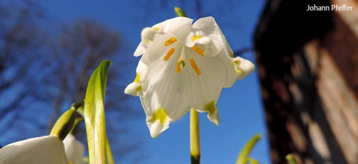 Fruhlingsknotenblume-Johann-Pfeffer-DSCN1270