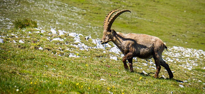 Steinboecke-Aflenzer-Staritzen-DSC00316-