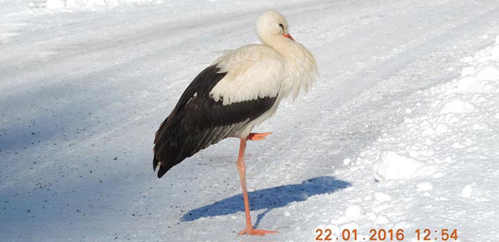 winterstorch-Mariazell