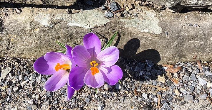 Fruehlingserwachen-Mariazell_4676