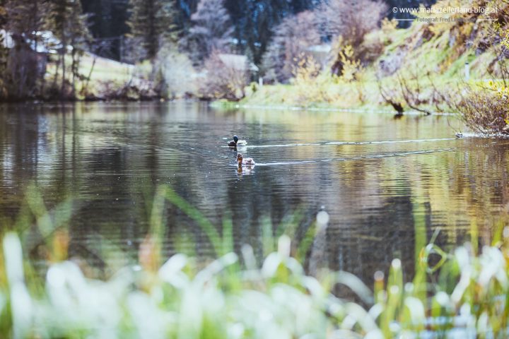 Hubertussee Enten-3538