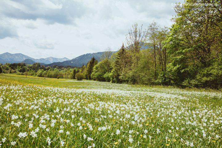 Narzissen Wise Blüte Mariazellerland-4488