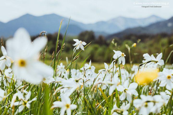 Narzissen Wise Blüte Mariazellerland-4501