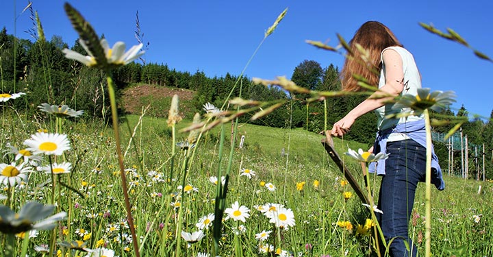 Heuernte_2_c_Naturpark-Ötscher-Tormäuer