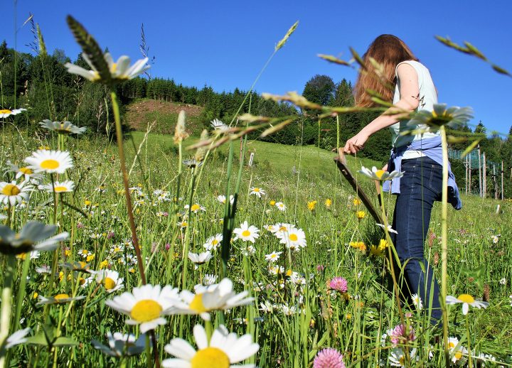 Heuernte_2c_Naturpark-Ötscher-Tormäuer