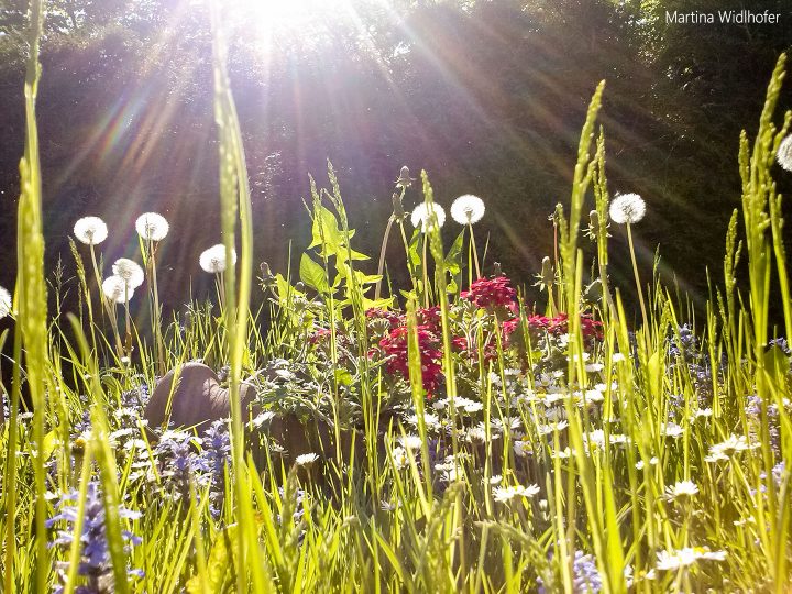 Sommerwiese_Martina-Widlhofer