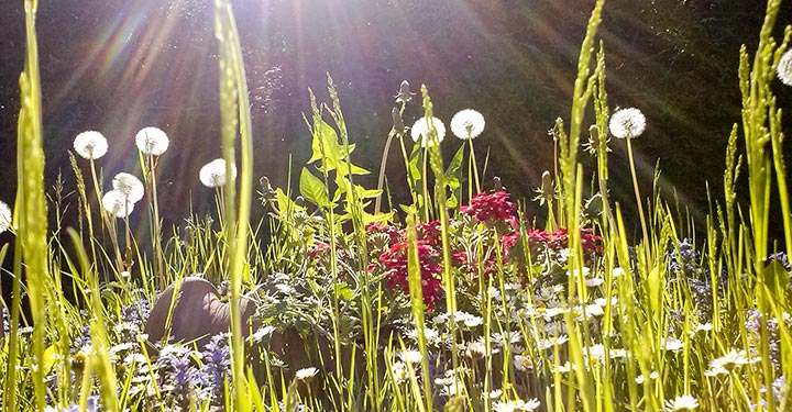 Bild der Woche: Sommerwiese im Mariazellerland