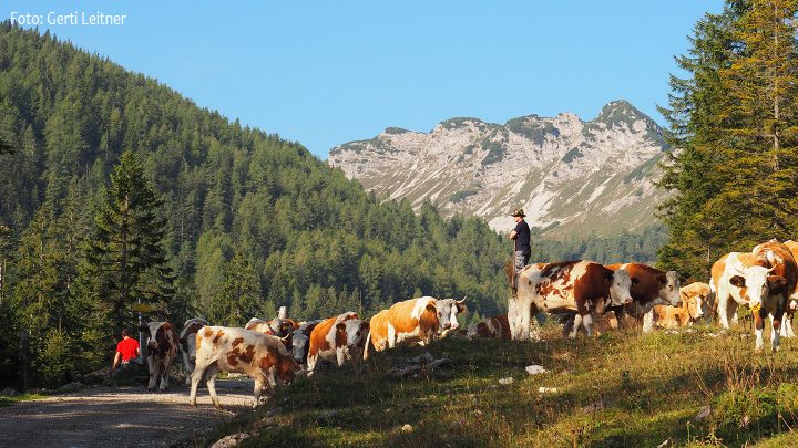 almabtrieb-von-der-kraeuterin-_gerti-leitner-p9160138