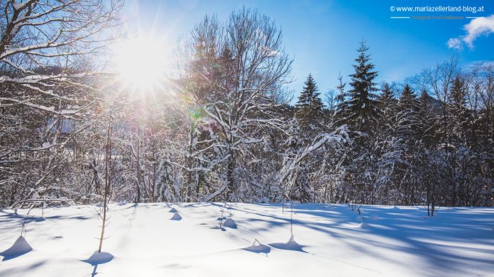 winterlandschaft-mariazell-jan2017-0851