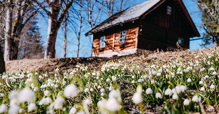 Frühlingsgruß aus Mariazell mit der Frühlingsknotenblume