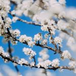 Bild der Woche: Schlehen Blüte