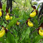 Bild der Woche: Gelber Frauenschuh