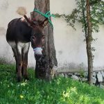Bild der Woche: Tierischer Wallfahrer in Mariazell