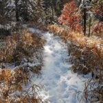 Winterspaziergang-Edith-Oberfeichtner-Titel